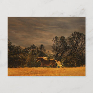 Carte Postale Beau Palomino Coureur au coucher du soleil