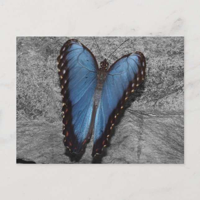 Carte Postale Beau Papillon Bleu (Devant)
