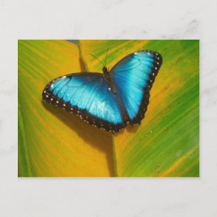 Carte Postale Beau Papillon Irridescent