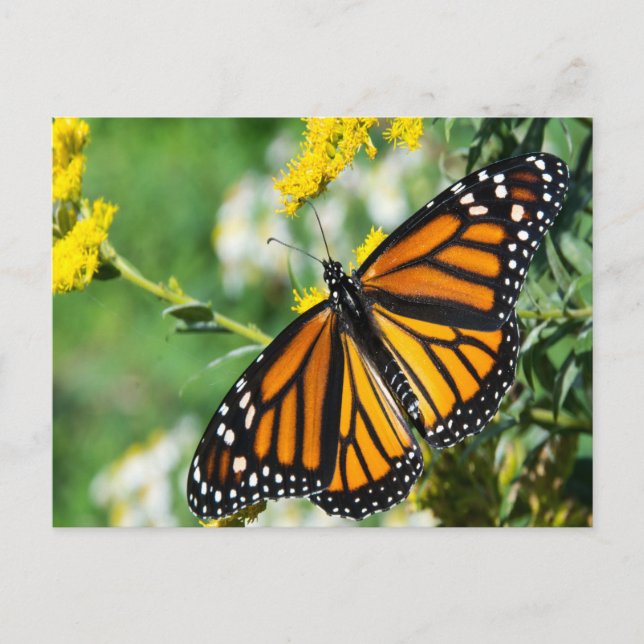 Carte Postale Beau papillon Monarque (Devant)