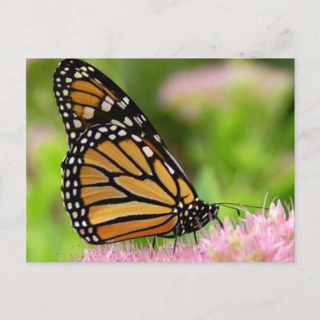 Carte Postale Beau papillon Monarque (Devant)