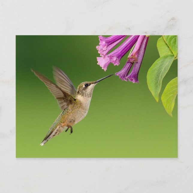 Carte Postale Beau Paysage Naturel Colibri (Devant)
