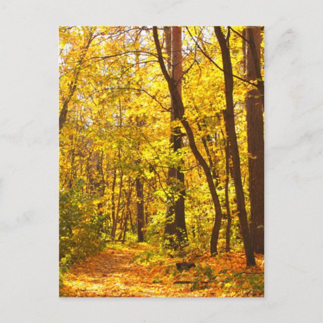 Carte Postale Beau Paysage - Route En Forêt D'Automne (Devant)