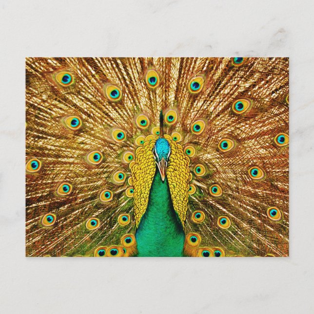 Carte Postale Beau Peacock (Devant)