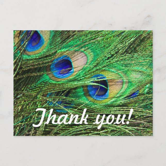 Carte Postale Beau Peacock (Devant)