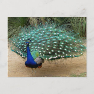 Carte Postale Beau Peacock