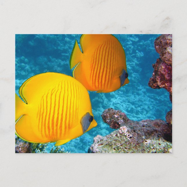 Carte Postale Beau poisson tropical et corail (Devant)