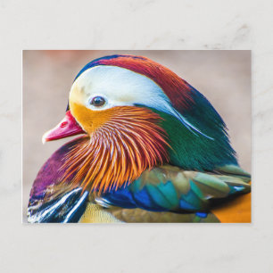 Carte Postale Beau Portrait de canard