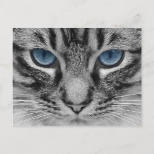 Carte Postale Beau portrait de chat aux yeux bleus