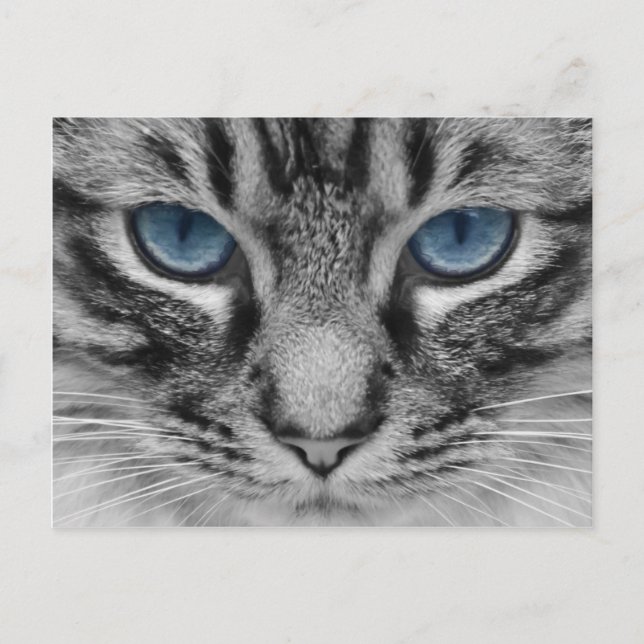 Carte Postale Beau portrait de chat aux yeux bleus (Devant)