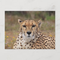 Beau portrait de guépard