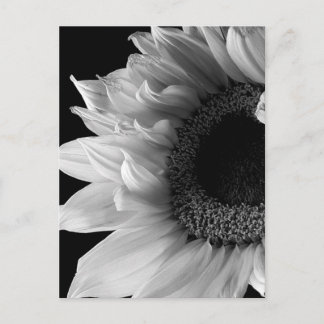 Carte Postale Beau portrait de tournesol en noir et blanc