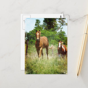 Carte Postale Beau Poulain Alezan Jument Paint Été