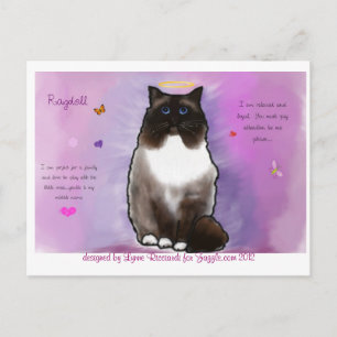 Carte Postale Beau Ragdoll doux