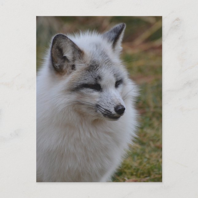 Carte Postale Beau renard blanc (Devant)
