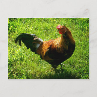 Carte Postale Beau Rooster