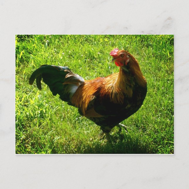 Carte Postale Beau Rooster (Devant)
