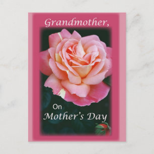 Carte Postale Beau Rose