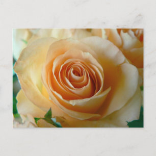 Carte Postale Beau Rose Apricot
