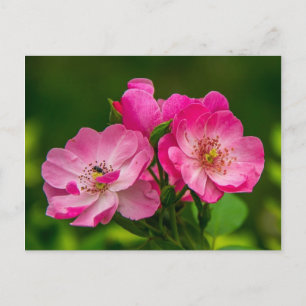 Carte Postale Beau rose sauvage rose