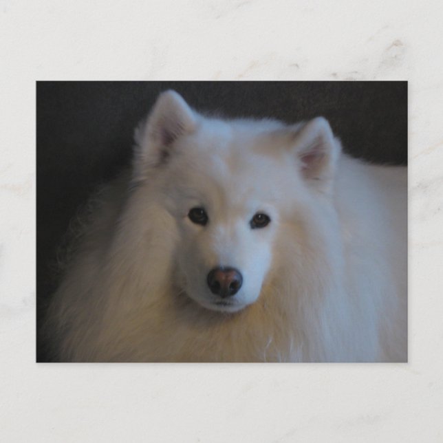 Carte Postale Beau Samoyed (Devant)