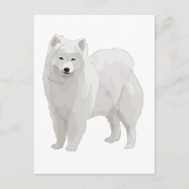Carte Postale Beau Samoyed (Devant)