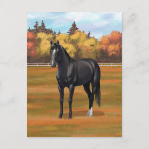 Carte Postale Beau Stallion Cheval du Quartier Noir