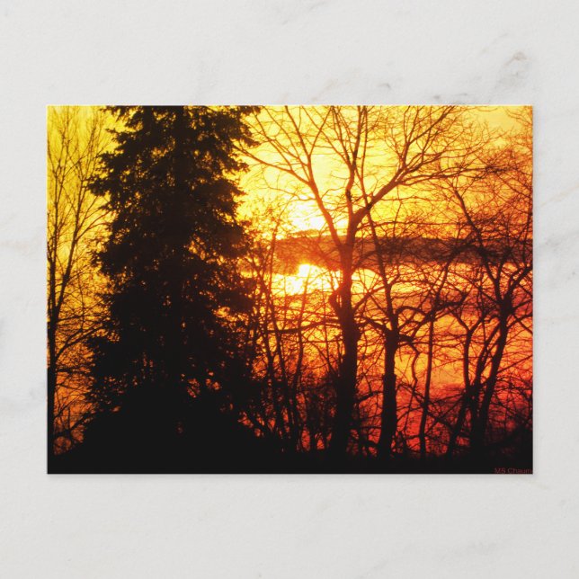 Carte Postale Beau Sunset Canada Arbres Orange Gold Sky Post (Devant)