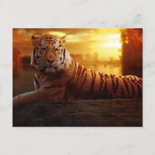 Carte Postale Beau tigre
