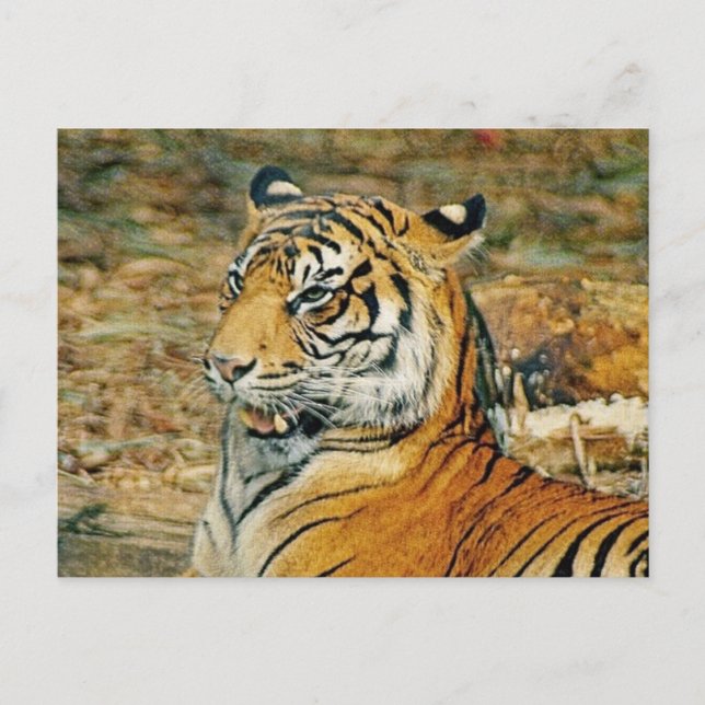Carte Postale Beau tigre (Devant)