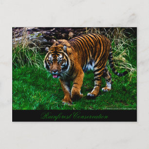 Carte Postale Beau tigre de Sumatran