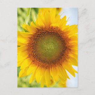 Carte Postale Beau tournesol avec citation d'Helen Keller