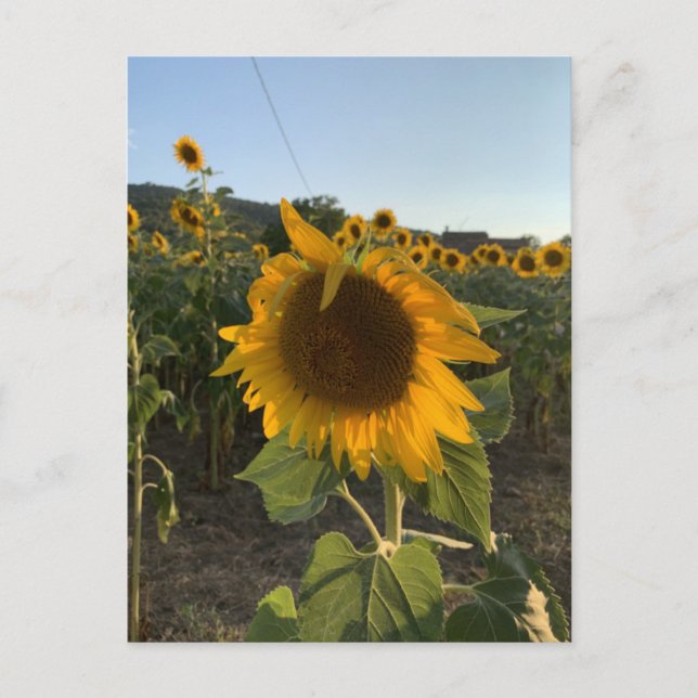 Carte Postale Beau tournesol dans le soleil d'été (Devant)