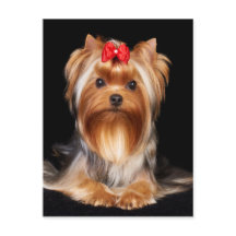 Beau Yorkshire Terrier