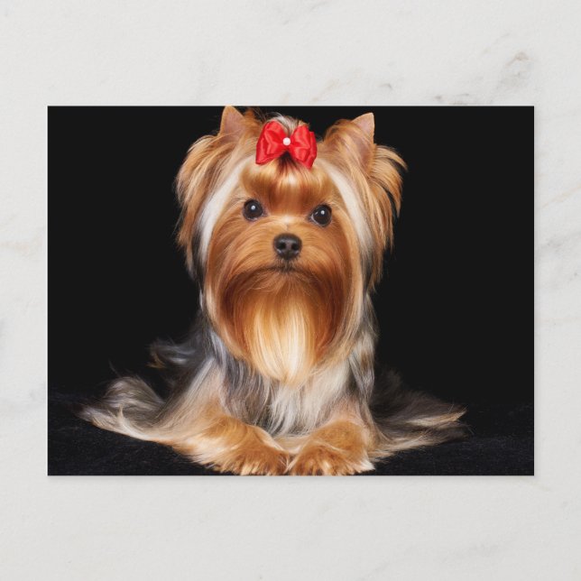 Carte Postale Beau Yorkshire Terrier (Devant)