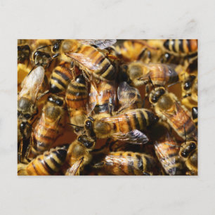 Carte Postale Beaucoup d'abeilles de miel