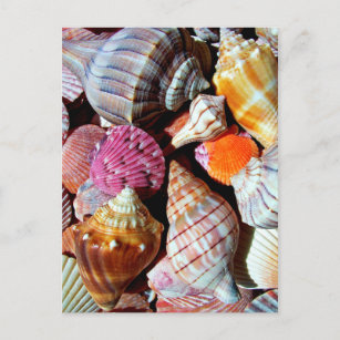 Carte Postale Beaucoup de coquillages au bord de la mer - Impres