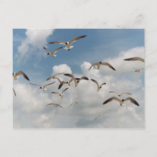 Carte postale Beaucoup de mouettes
