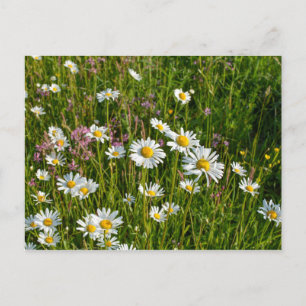 Carte Postale Beaucoup de pâquerettes dans une prairie