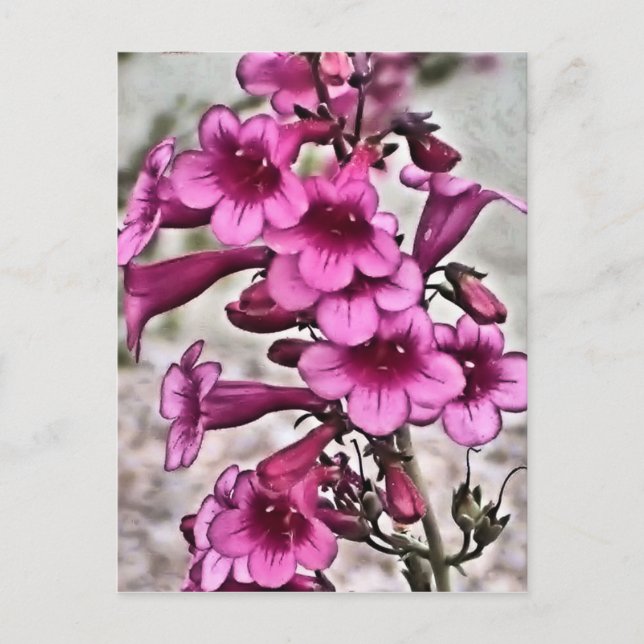 Carte Postale Beaucoup de Pennsylvanie rose (Devant)