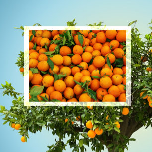 Carte Postale Beaucoup d'oranges