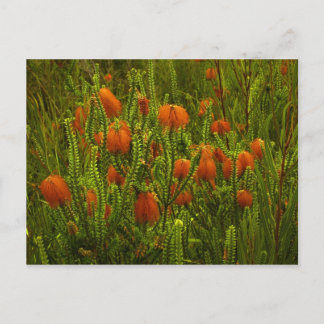 Carte postale Beaufortia