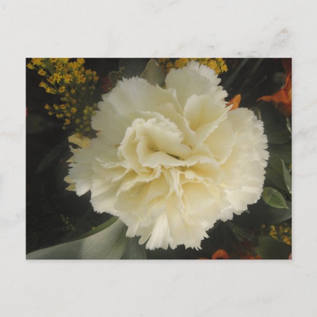 Carte postale Beauté Carnation blanche (Devant)