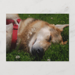 Carte postale Beauté Chiot Sleepy