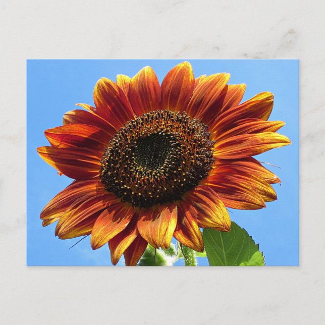 Carte Postale Beauté d'automne tournesol (Devant)
