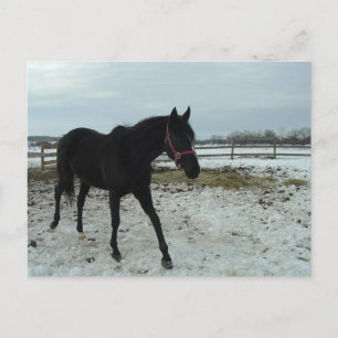 Carte Postale Beauté de l'étalon noir