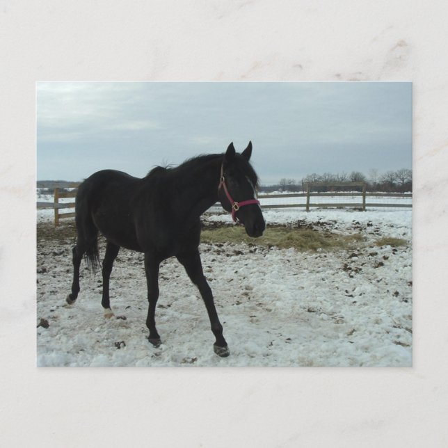 Carte Postale Beauté de l'étalon noir (Devant)