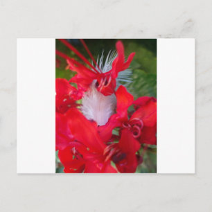 Carte Postale Beauté délicate : Fleur rouge avec plumes blanches