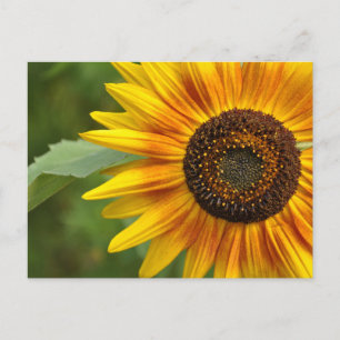 Carte Postale Beauté des tournesols