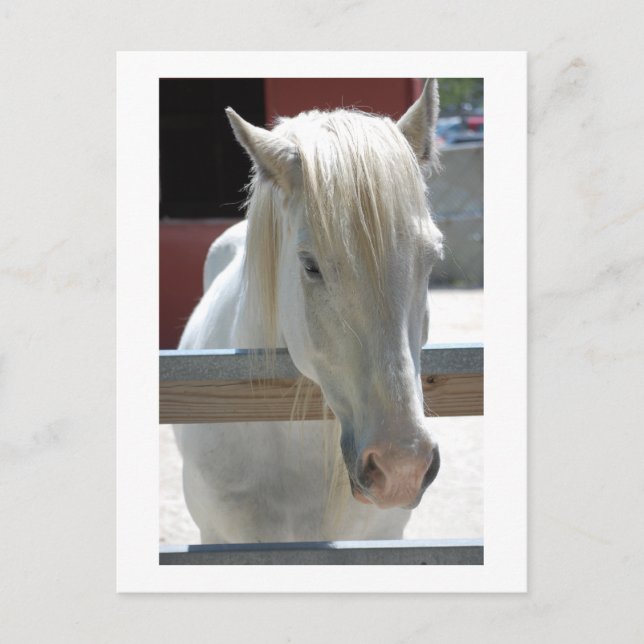 Carte Postale Beauté du cheval blanc (Devant)